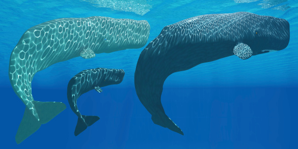 A mother Sperm whale with calf is visited by an interested male.