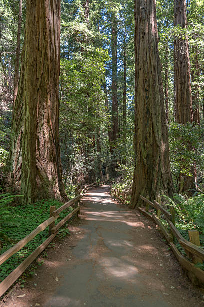istock Path in Muir Woods National Park 481897787