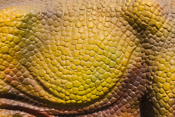 dinozaur skin - leather green hide textured effect zdjęcia i obrazy z banku zdjęć