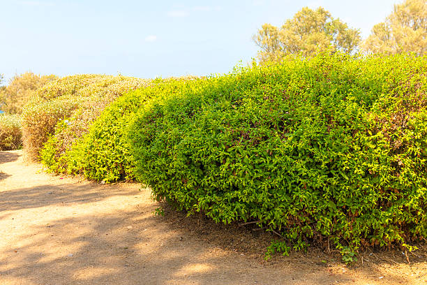 Flower Garden in the Park Jaffa