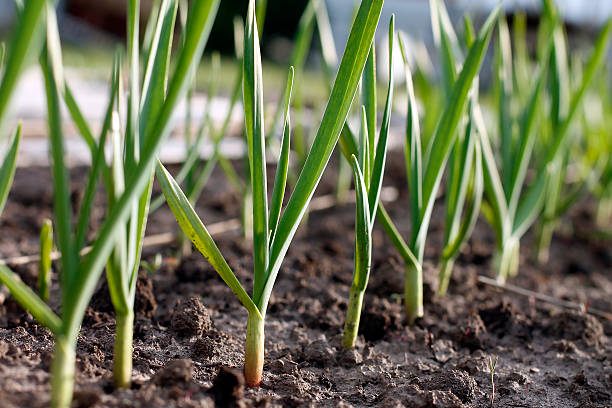 Growing garlic in plant stock photo