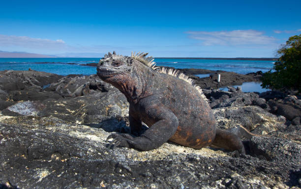 iguana marina - isabella island foto e immagini stock