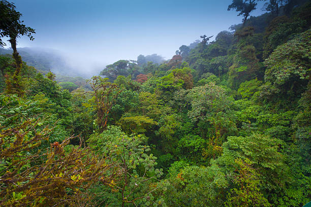 Tropical rainforest in Costa Rica stock photo