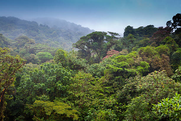istock Tropical rainforest in Costa Rica 481900514