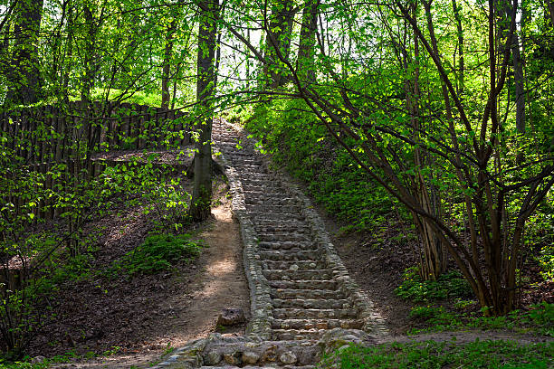 Rays of sun in the spring forest stock photo