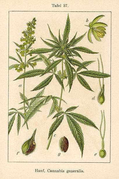 ilustrações, clipart, desenhos animados e ícones de antigo ilustração de flores: cânhamo (cannabis sativa) - marijuana plant