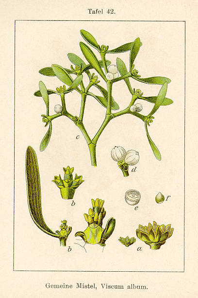 старинные цветок иллюстрация: омела (viscum альбом - european mistletoe stock illustrations