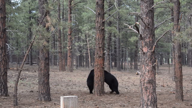 Black bears fighting