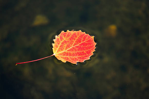 istock Autumn leaves floating on water 481903402