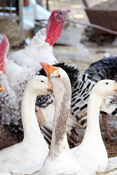 istock geese and turkeys in the yard 481903550