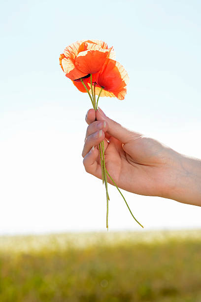 istock Hand holding red poppy flowers against corn field 481903946