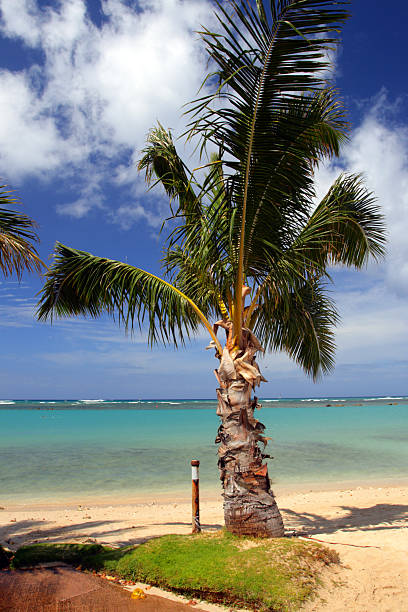 Stock image of Waikiki Beach, Honolulu, Oahu, Hawaii