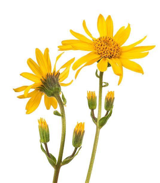 Arnica montana Arnica montana isolated on white background arnica flower single flower white stock pictures, royalty-free photos & images
