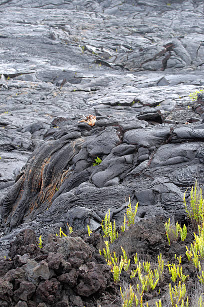 istock Hawaii Volcanoes National Park, USA 481905584