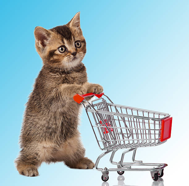 istock british cat with shopping cart 481905981