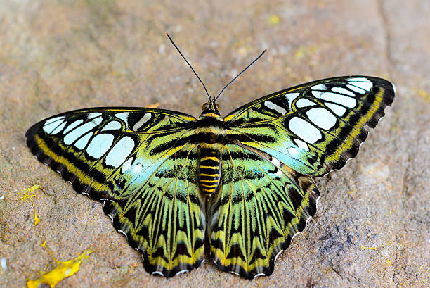 mariposa clipper - parthenos fotografías e imágenes de stock