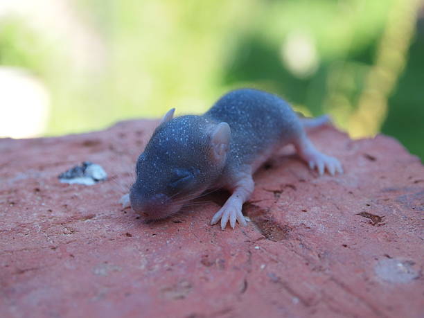 The newborn mouse is on a brick The newborn mouse is on a brick on a blurred background baby mice stock pictures, royalty-free photos & images