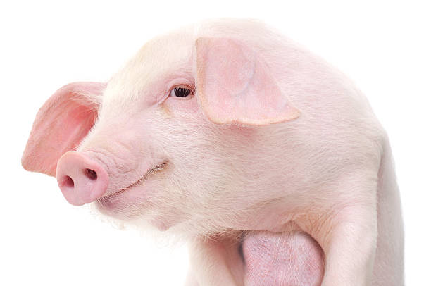 istock Portrait of a pig 481906787