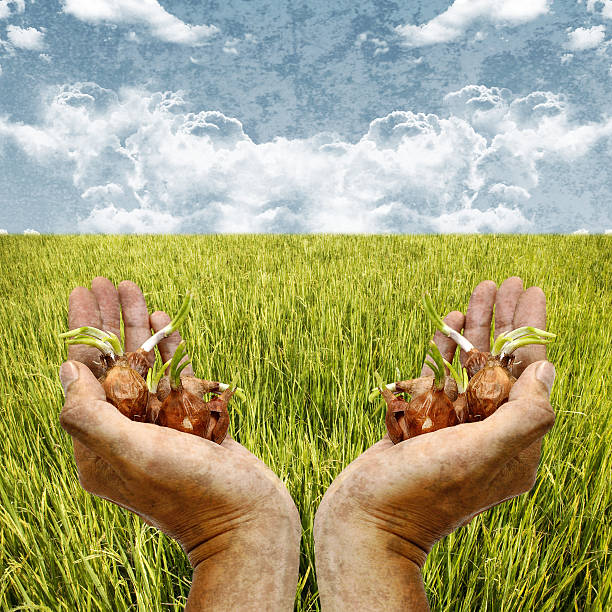 istock New seed for plantation in farmer hand 481906899