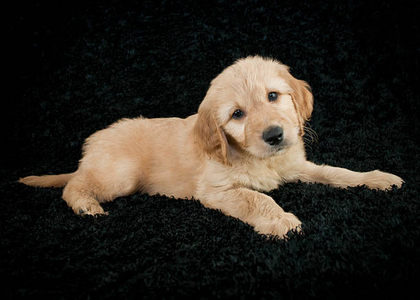 istock Golden- Doodle Puppy 481907037