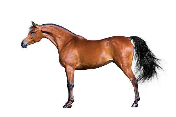 Arabian horse isolated on white