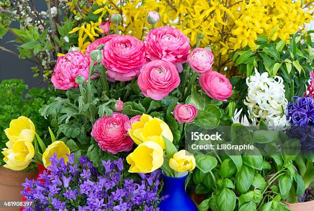 Colorful Mix Of Spring Flowers Stock Photo - Download Image Now - Arrangement, Beauty In Nature, Blossom