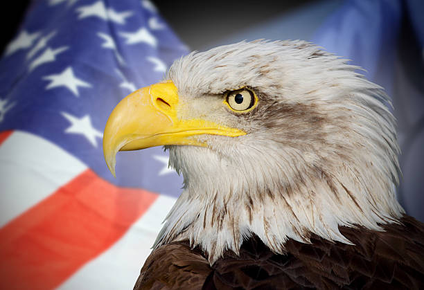 istock national flag of usa and a bald eagle 481908591