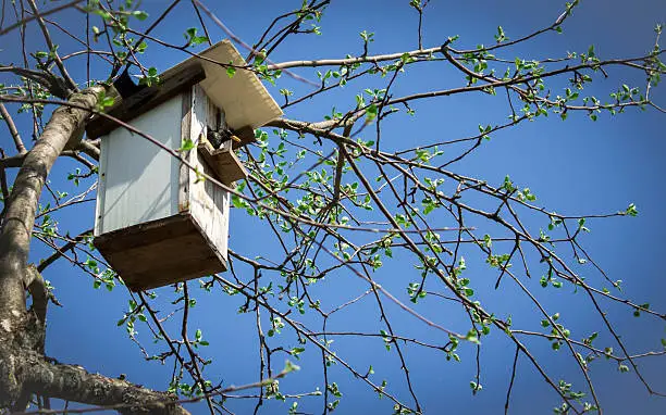 spring starling in a tree house