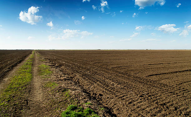 istock Rural road trough arable land over blue sky. 481908903