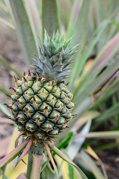 istock Pineapple, tropical fruit of Thailand 481909303