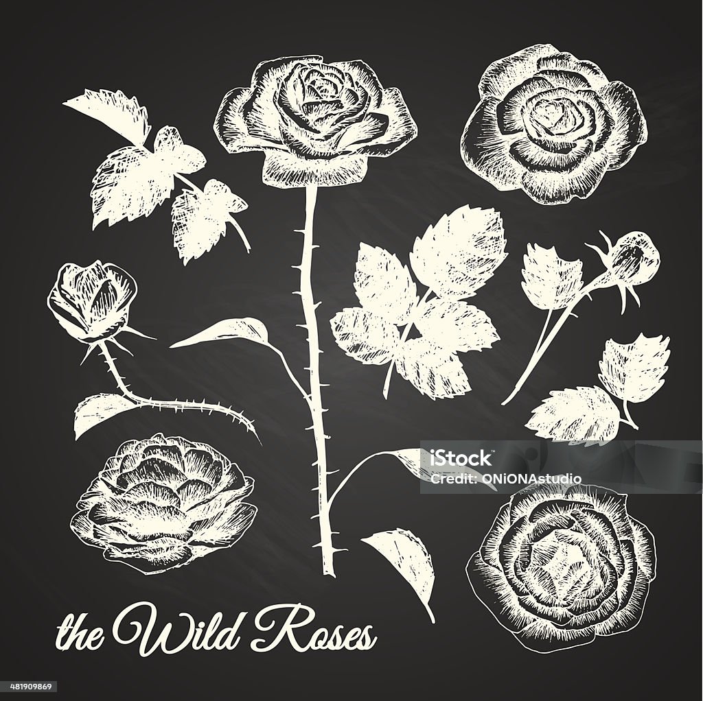 El salvaje rosas-Ilustraciones dibujadas a mano-chalkboard - arte vectorial de Día de San Valentín - Festivo libre de derechos