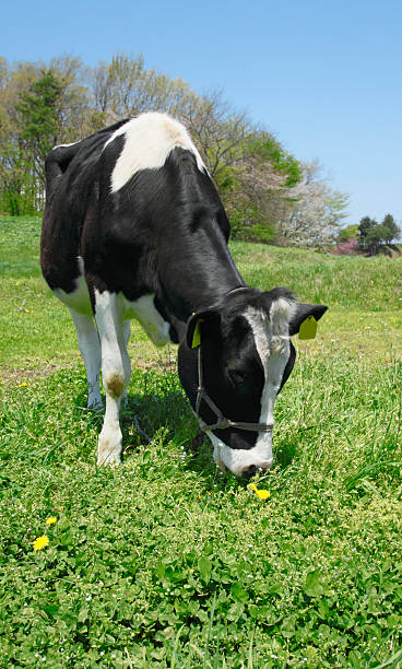 istock Cow in the field 481910779
