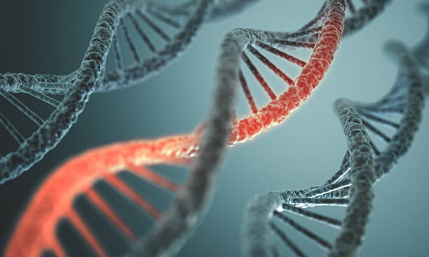 dna 構造 - dna chromosome genetic research genetic mutation ストックフォトと画像