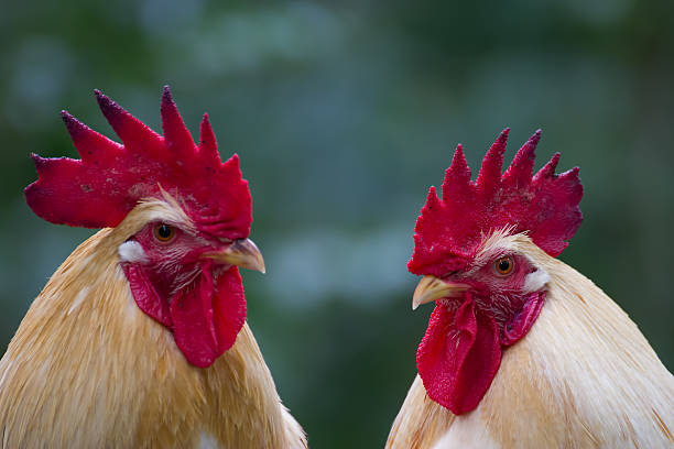 istock Closeup of white chicken 481911741