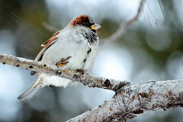 Gray sparrow stock photo