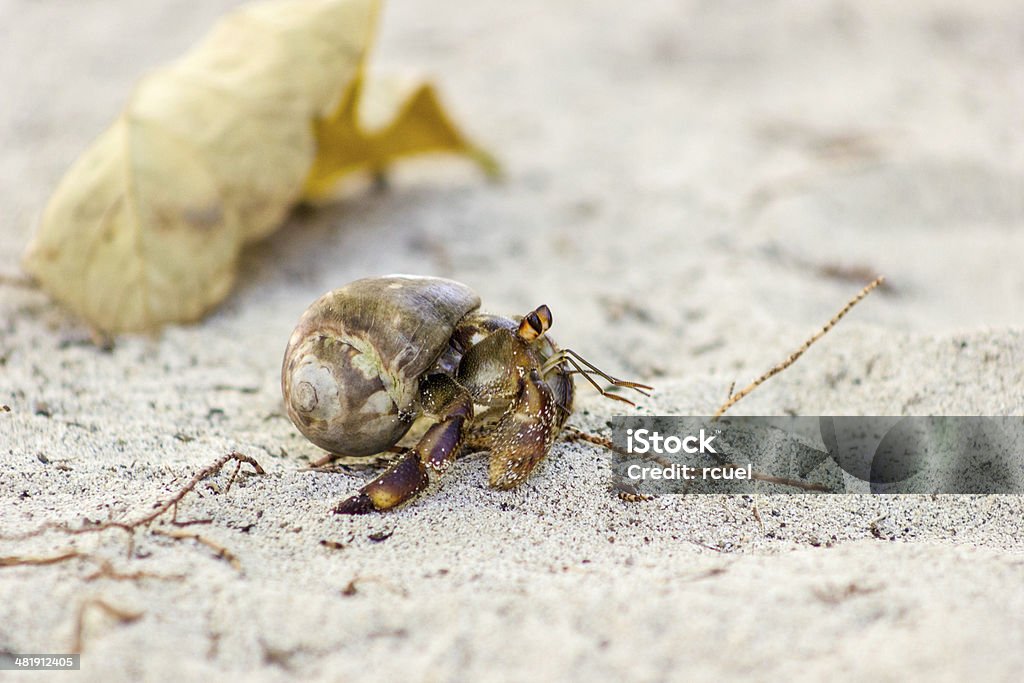 crabs ermitaño - Foto de stock de Aire libre libre de derechos