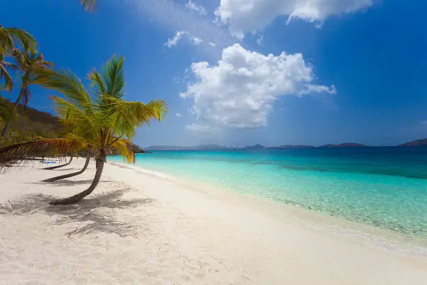 palm trees at Salomon Bay Beach, St.John with St.Thomas on a horizon, US Virgin Islands