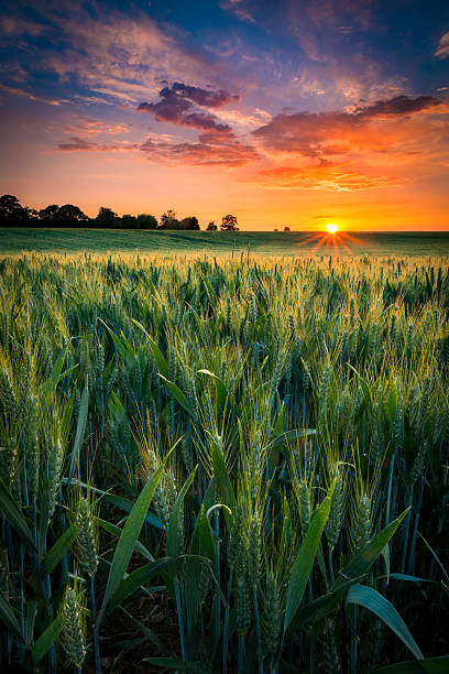 Sunset over a wheat field stock photo