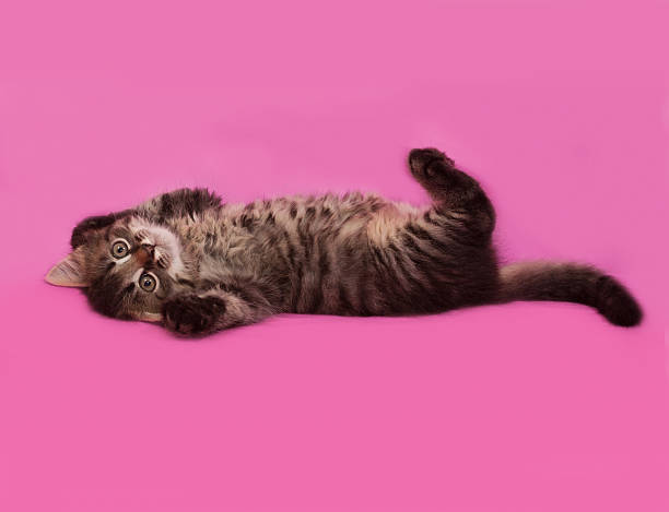 istock Siberian fluffy tabby kitten playing on pink 481912934