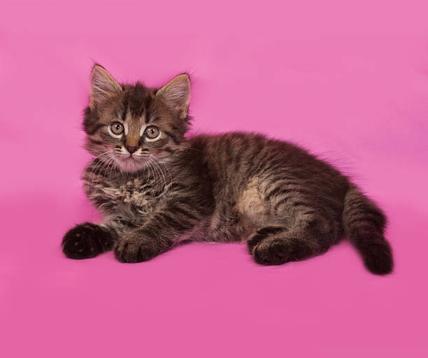 istock Siberian fluffy tabby kitten lies on pink 481912938