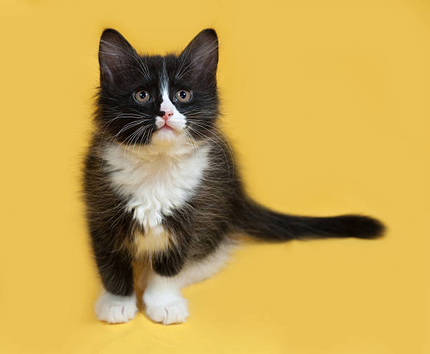 istock Small fluffy black and white kitten sitting on yellow 481913002