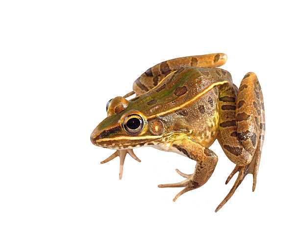istock Southern Leopard Frog Seated Isolated on White 481913710