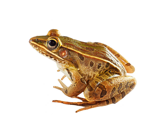 istock Sitting Southern Leopard Frog Isolated on White 481913714