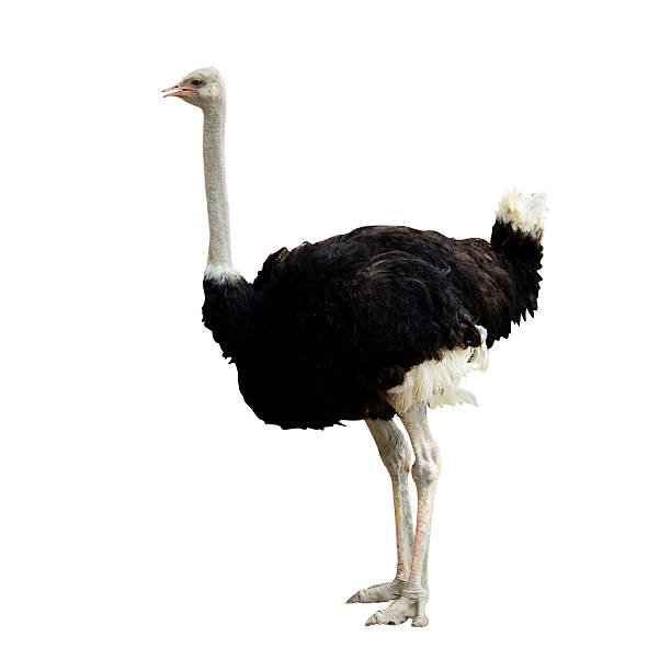 ostrich image of ostrich  isolated on background - animal ostrich stock pictures, royalty-free photos & images