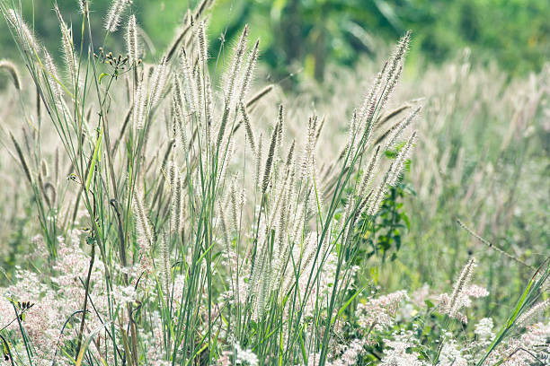 istock Purple Fountain Grass 481914393