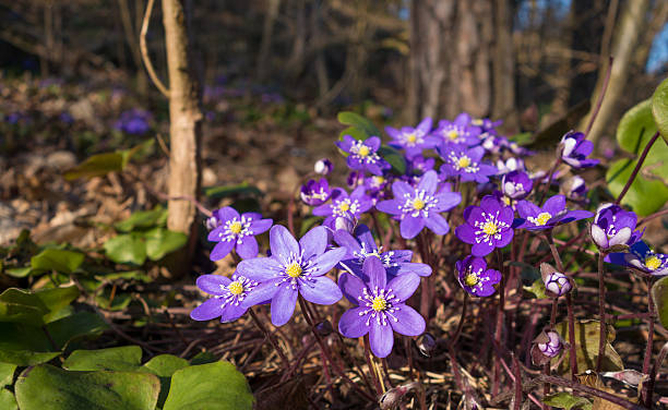 hepatica nobilis liverleaf primavera flor macro, blaveis noruega - nobilis fotografías e imágenes de stock