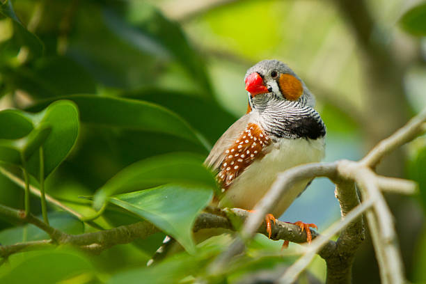 Zebra Finch Zebra finch zebra finch stock pictures, royalty-free photos & images