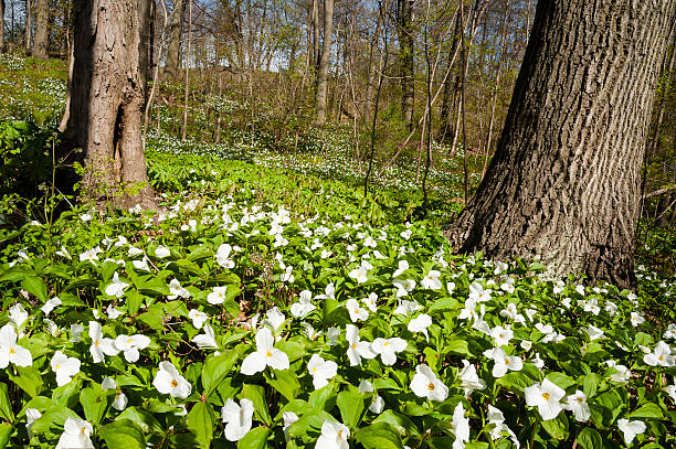 istock Hillside of Blooming Trilliums 481915579