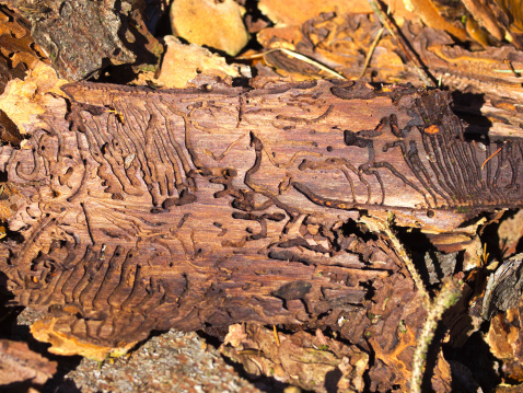 Spruce bark on the ground in forest after bark beetle attack on tree.