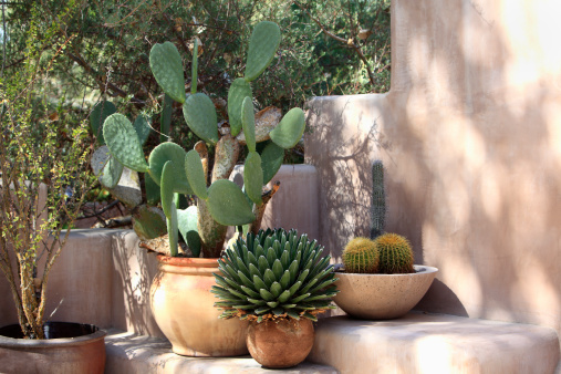 Drought resistant and water conservation with four kinds of cactus and succulents planted in Clay pots instead of the ground.  Definitely has a South Western flair.